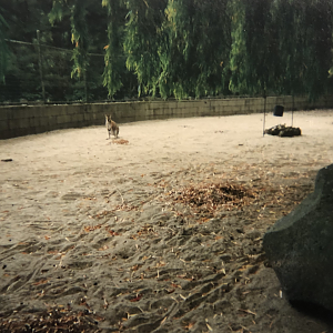 The original Wallaby Walkabout.