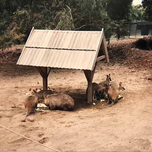 Wallaby Walkabout