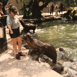 Sealions in the original enclosure