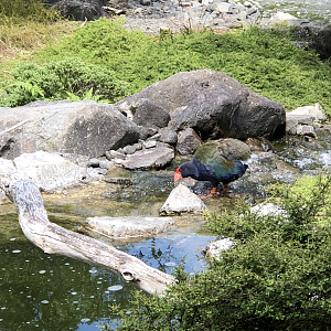 Takahe