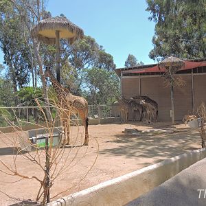 Masai giraffe and Soemmerring's gazelle exhibit - Urban Jungle [2015]