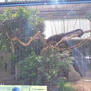 Bornean binturong aviary - Urban Jungle [2015]