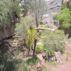 Tasmanian devil exhibit - Outback [2015]