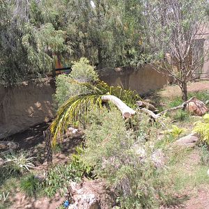 Tasmanian devil exhibit - Outback [2015]