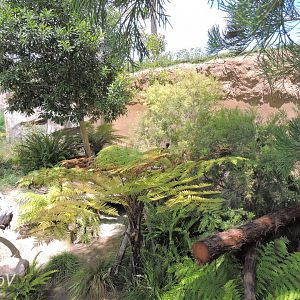 Tasmanian devil exhibit - Outback [2015]