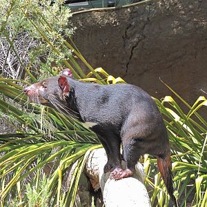 Tasmanian devil - Outback [2015]