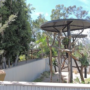 Koala exhibit - Outback [2015]