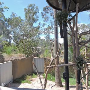 Koala exhibit - Outback [2015]