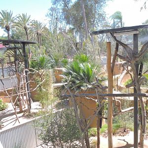 Koala exhibit - Outback [2015]