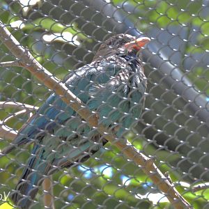 Oriental dollarbird - Outback [2015]