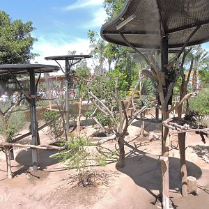 Koala and wallaby exhibit - Outback [2015]