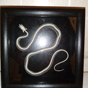 Grass snake skeleton