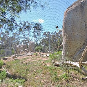 California condor aviary - Elephant Odyssey [2015]