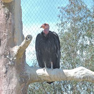 California condor - Elephant Odyssey [2015]