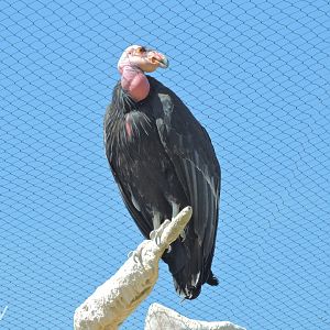 California condor - Elephant Odyssey [2015]