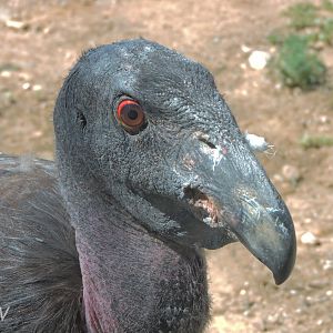 California condor - Elephant Odyssey [2015]