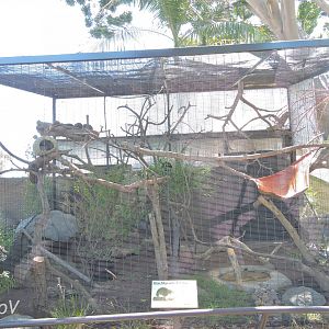 Yellow-spotted rock hyrax aviary - Elephant Odyssey [2015]