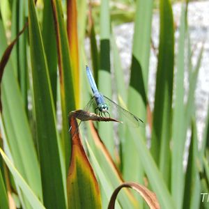 Dragonfly - Elephant Odyssey [2015]