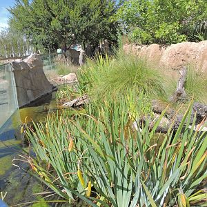 Pond - Elephant Odyssey [2015]