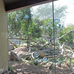 Jaguar exhibit - Elephant Odyssey [2015]