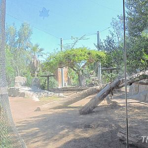 Lion exhibit - Elephant Odyssey [2015]