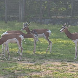 Mhorr gazelles (Nanger dama mhorr), 2020-09-16