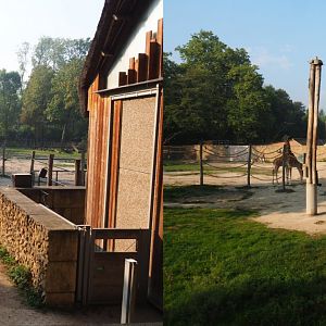 Savanna exhibit - Kordofan giraffe separation area and Kordofan giraffe house, 2020-09-16