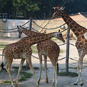 Kordofan giraffes (Giraffa camelopardalis antiquorum), 2020-09-16