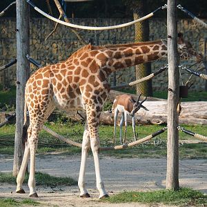 Juvenile Kordofan giraffe (Giraffa camelopardalis antiquorum) and Mhorr gazelle (Nanger dama mhorr), 2020-09-16