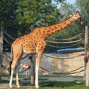 Feeding Kordofan giraffe (Giraffa camelopardalis antiquorum), 2020-09-16