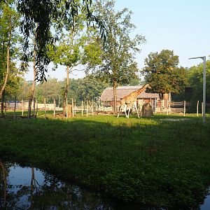 Savanna exhibit with Kordofan giraffe, Addax, Mhorr gazelle and Helmeted guineafowl, 2020-09-16