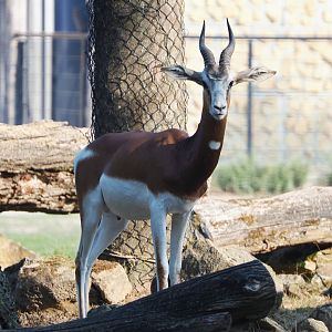 Mhorr gazelle (Nanger dama mhorr), 2020-09-16