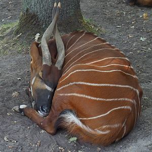Mountain bongo (Tragelaphus eurycerus isaaci), 2020-09-16