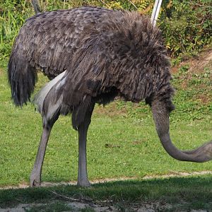 Female Ostrich (Struthio camelus), 2020-09-16