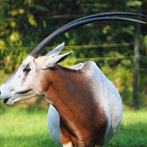 Scimitar-horned oryx (Oryx dammah), 2020-09-16
