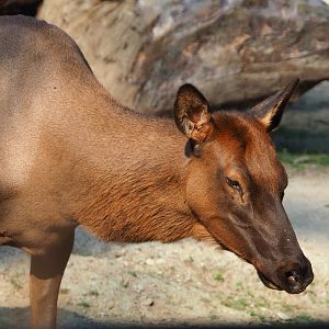 Rocky Mountain wapiti (Cervus canadensis nelsoni), 2020-09-16
