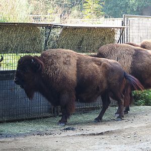American Plains bisons (Bison bison bison) at feeding rack, 2020-09-16