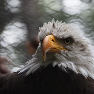 Bald eagle (Haliaeetus leucocephalus), 2020-09-16