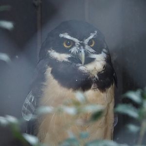 Spectacled Owl (Pulsatrix perspicillata), 2020-09-16