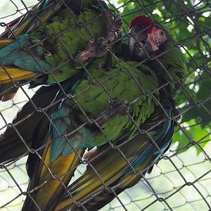 Mexican military macaws climbing on aviary mesh (Ara militaris mexicana), 2020-09-16
