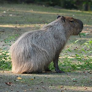 Capybara chewing on bamboo (Hydrochoerus hydrochaeris), 2020-09-16