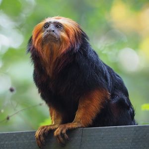 Golden-headed lion tamarin (Leontopithecus chrysomelas), 2020-09-16