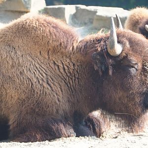 American Plains bison (Bison bison bison), 2020-09-16