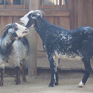Damara goats (Capra aegagrus hircus), 2020-09-16