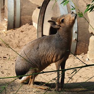Patagonian mara (Dolichotis patagonum), 2020-09-16