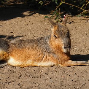 Patagonian mara (Dolichotis patagonum), 2020-09-16
