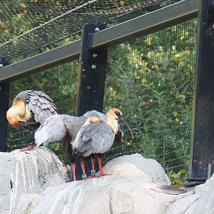 Black-faced ibis flock (Theristicus melanopis), 2020-09-16