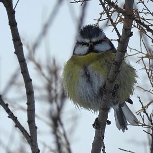 Blue tit