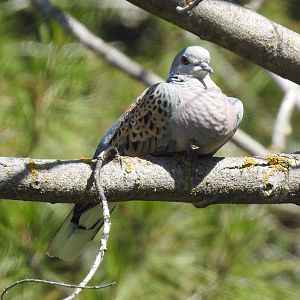 European Turtle Dove