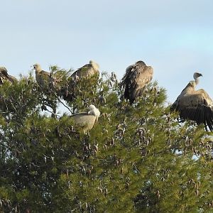 Griffon Vultures